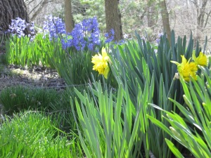 daffodils&hyacinths